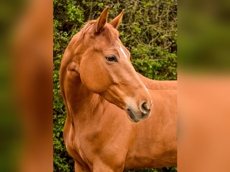 Oldenburg Giumenta 13 Anni Sauro in Eschweiler