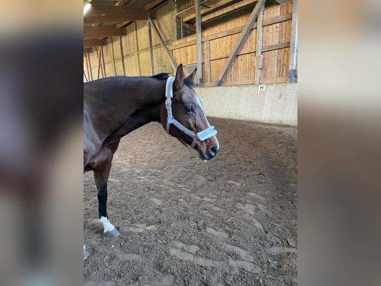 Oldenburg Giumenta 14 Anni 157 cm Baio in Fehmarn