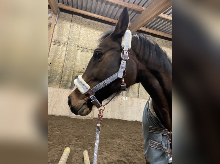 Oldenburg Giumenta 14 Anni 157 cm Baio in Fehmarn