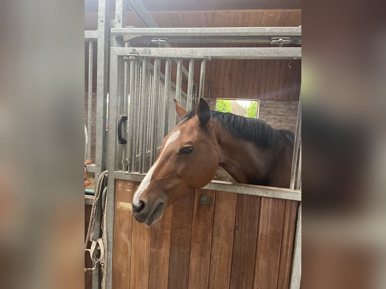 Oldenburg Giumenta 14 Anni 157 cm Baio in Fehmarn