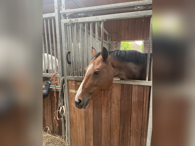 Oldenburg Giumenta 14 Anni 157 cm Baio in Fehmarn