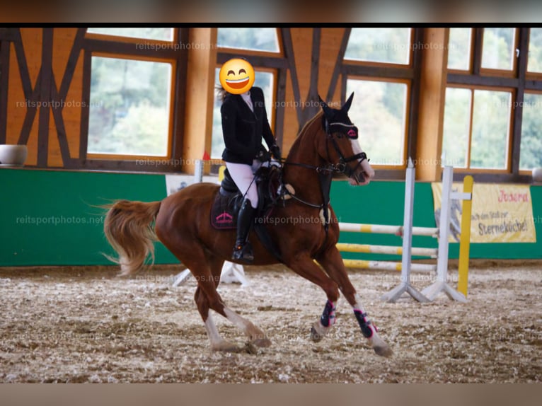 Oldenburg Giumenta 14 Anni 160 cm Sauro in Oberelbert