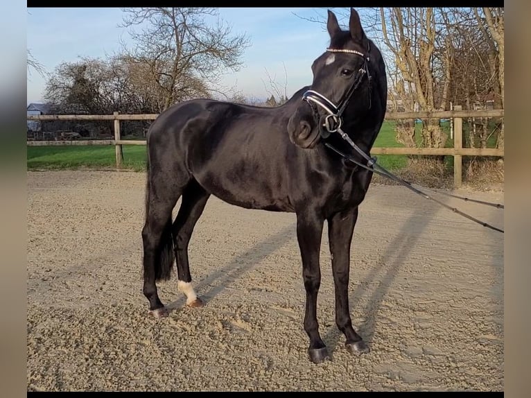 Oldenburg Giumenta 14 Anni 162 cm Baio nero in Ennigerloh