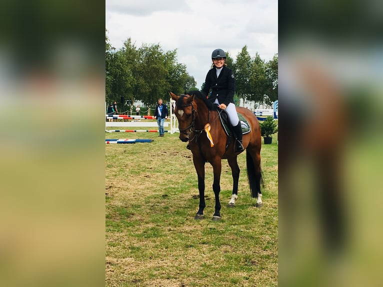 Oldenburg Giumenta 14 Anni 163 cm Baio in Aurich