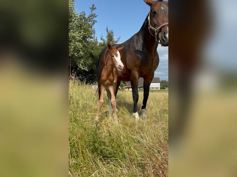 Oldenburg Giumenta 14 Anni 163 cm Baio scuro in Bad Driburg