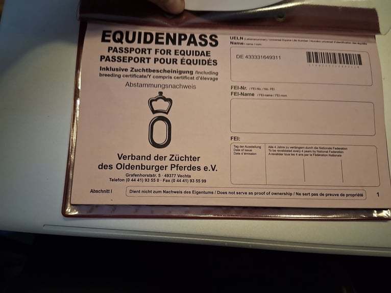 Oldenburg Giumenta 14 Anni 164 cm Grigio in Olen