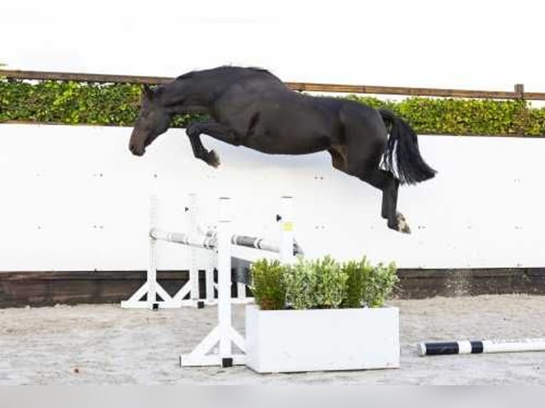 Oldenburg Giumenta 14 Anni 165 cm Baio scuro in Waddinxveen