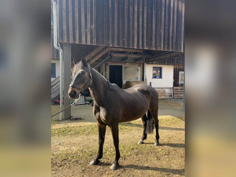 Oldenburg Giumenta 14 Anni 167 cm Baio nero in Sparneck