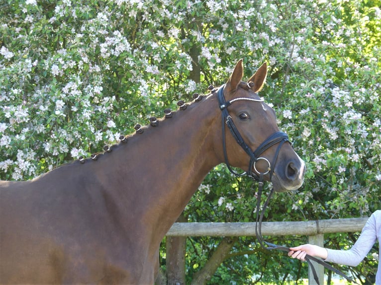Oldenburg Giumenta 14 Anni 167 cm Sauro scuro in Twistringen