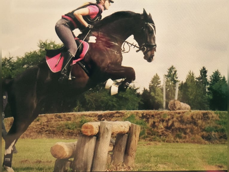 Oldenburg Giumenta 14 Anni 168 cm Baio scuro in Oberwart