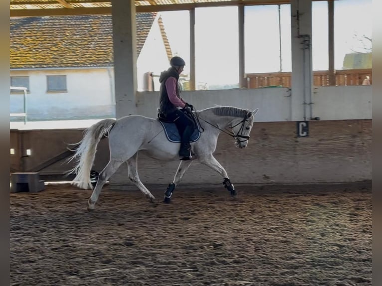 Oldenburg Giumenta 14 Anni 168 cm Grigio in Schönwalde