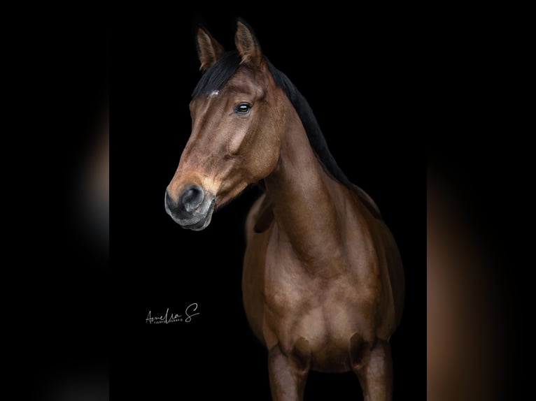 Oldenburg Giumenta 14 Anni 169 cm Baio in Dettighofen