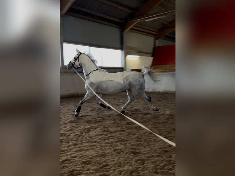 Oldenburg Mix Giumenta 14 Anni 179 cm Grigio in Wien, Leopoldstadt