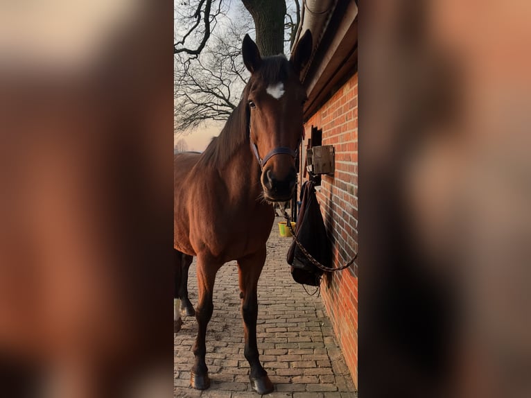 Oldenburg Giumenta 14 Anni 180 cm Baio in Steinfeld (Oldenburg)