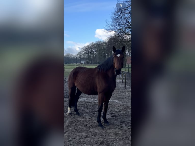 Oldenburg Giumenta 14 Anni 180 cm Baio in Steinfeld (Oldenburg)