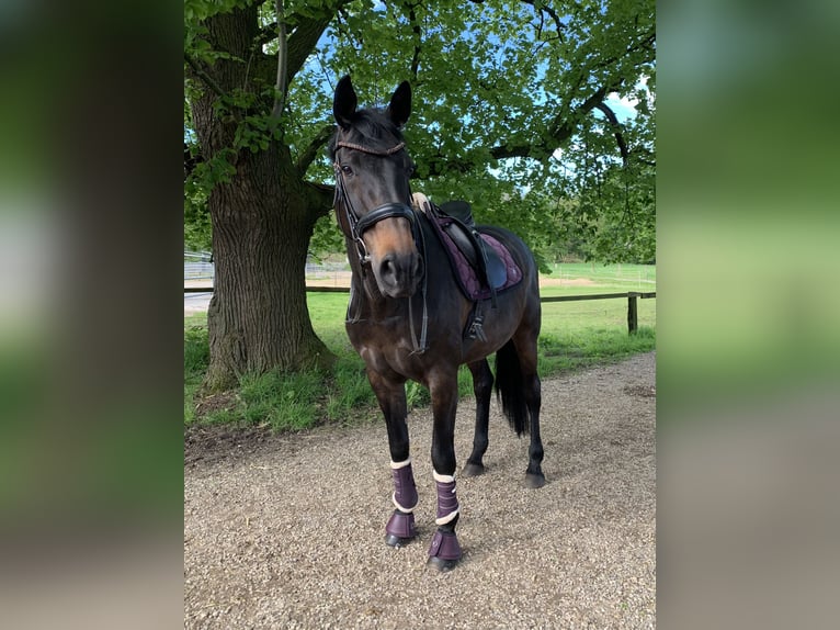 Oldenburg Giumenta 14 Anni 180 cm Baio nero in Leverkusen