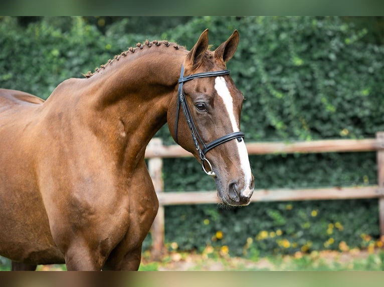 Oldenburg Giumenta 14 Anni Sauro scuro in Heerde