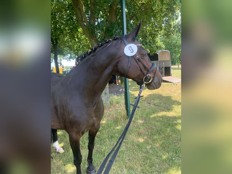 Oldenburg Giumenta 15 Anni 163 cm Baio scuro in Hagenburg