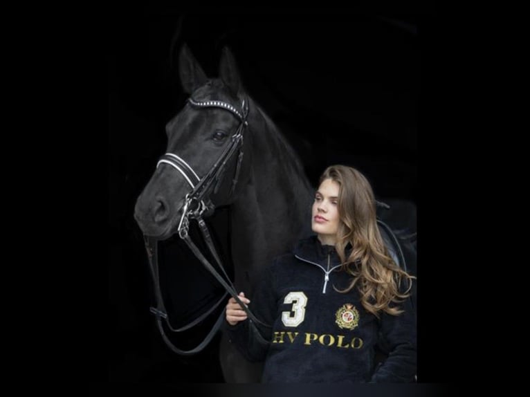 Oldenburg Giumenta 15 Anni 163 cm Morello in Nootdorp