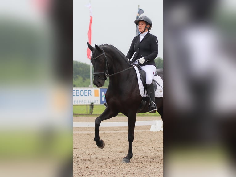 Oldenburg Giumenta 15 Anni 163 cm Morello in Nootdorp