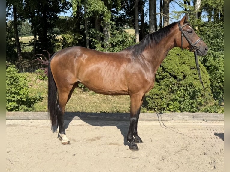 Oldenburg Giumenta 15 Anni 164 cm Baio in Pelmberg
