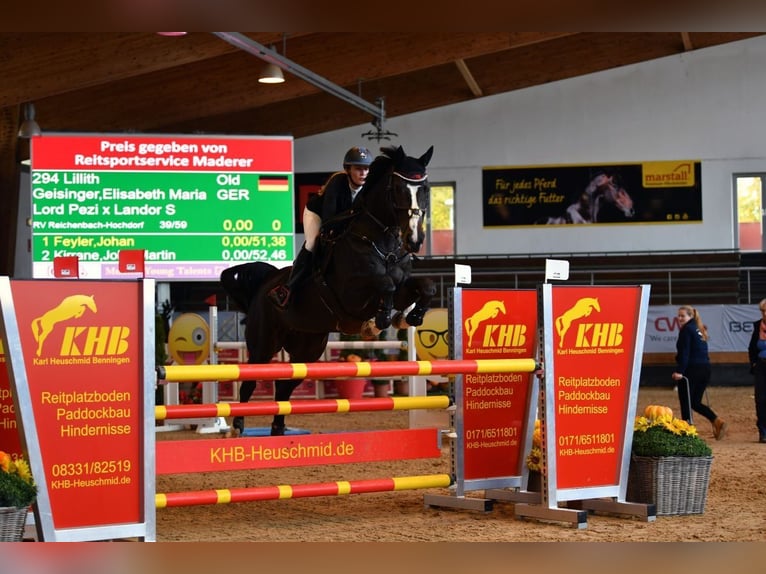 Oldenburg Giumenta 15 Anni 164 cm Baio scuro in Hochdorf