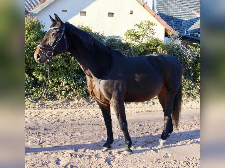 Oldenburg Giumenta 15 Anni 164 cm Baio scuro in Sonnefeld