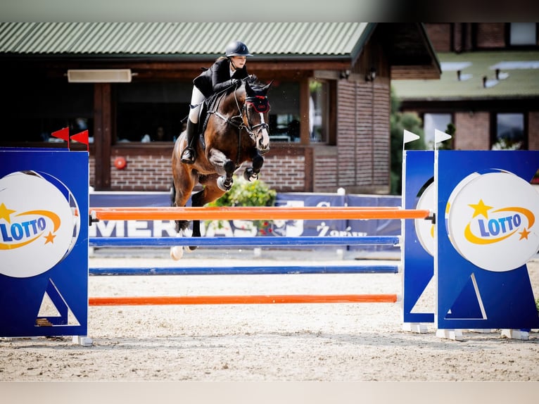 Oldenburg Giumenta 15 Anni 165 cm Baio scuro in Jeziorany