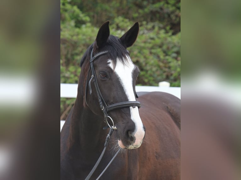 Oldenburg Giumenta 15 Anni 165 cm Morello in Wettenberg