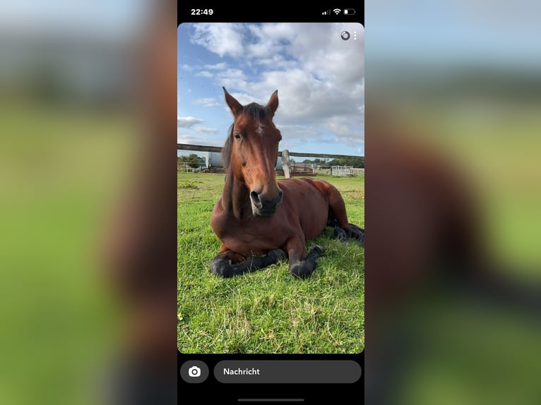 Oldenburg Giumenta 15 Anni 166 cm Baio in Aurich