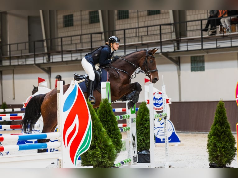 Oldenburg Giumenta 15 Anni 166 cm Baio ciliegia in Kalisz