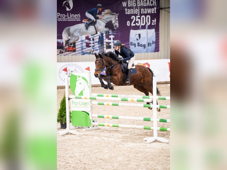 Oldenburg Giumenta 15 Anni 166 cm Baio ciliegia in Kalisz