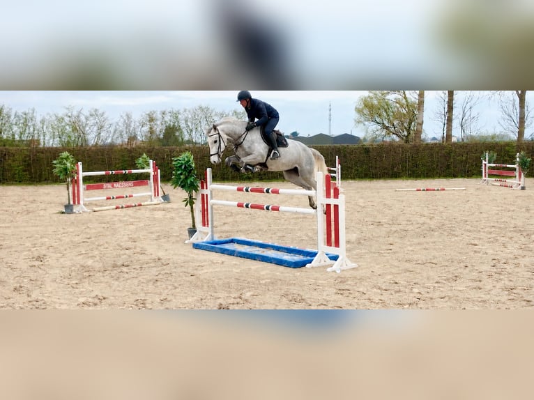 Oldenburg Giumenta 15 Anni 166 cm Grigio in Engelschoff