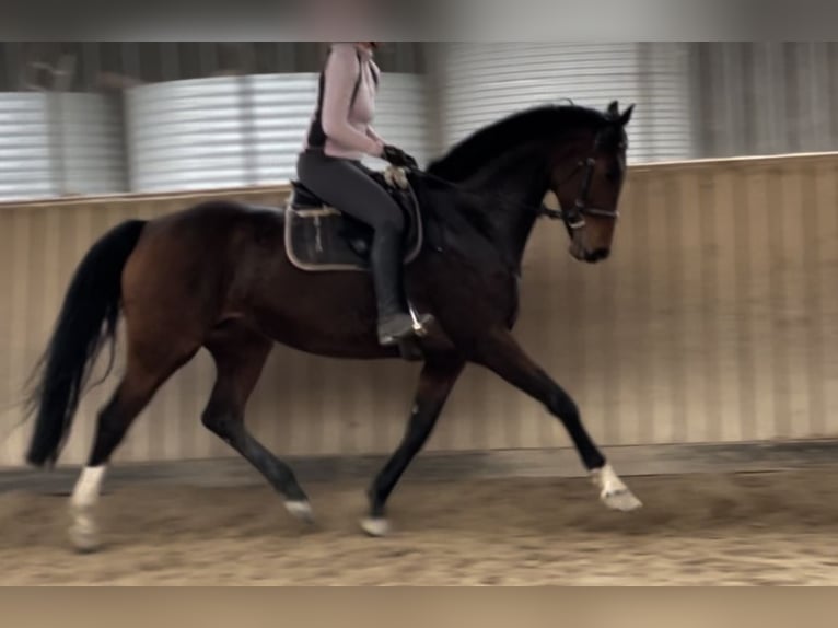 Oldenburg Giumenta 15 Anni 168 cm Baio scuro in Bad Homburg vor der Höhe