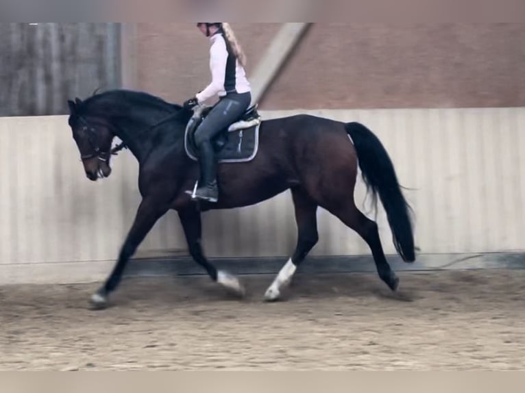 Oldenburg Giumenta 15 Anni 168 cm Baio scuro in Bad Homburg vor der Höhe