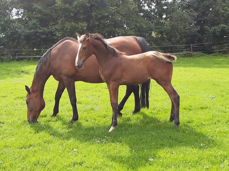 Oldenburg Giumenta 15 Anni 170 cm Baio in Nortrup
