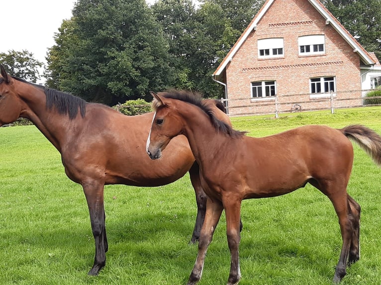 Oldenburg Giumenta 15 Anni 170 cm Baio in Nortrup