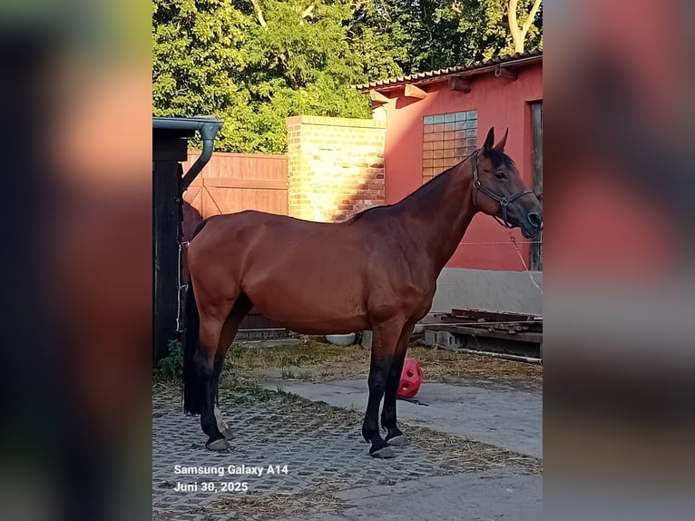 Oldenburg Giumenta 15 Anni 170 cm Baio in M&#xF6;ckern