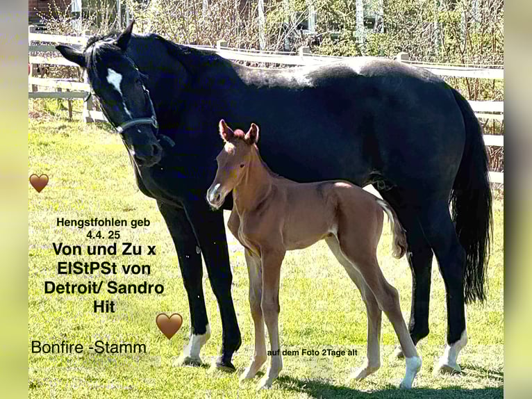 Oldenburg Giumenta 15 Anni 170 cm Morello in G&#xF6;ldenitz