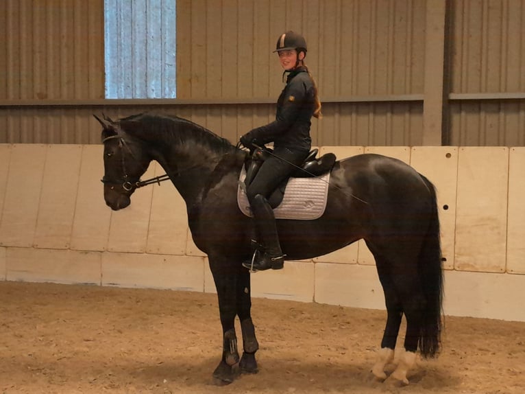 Oldenburg Giumenta 15 Anni 172 cm Morello in Wertheim