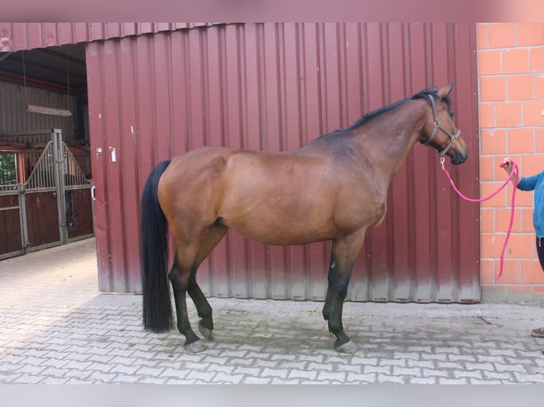 Oldenburg Giumenta 16 Anni 165 cm Baio in Saterland