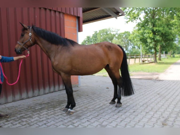 Oldenburg Giumenta 16 Anni 165 cm Baio in Saterland