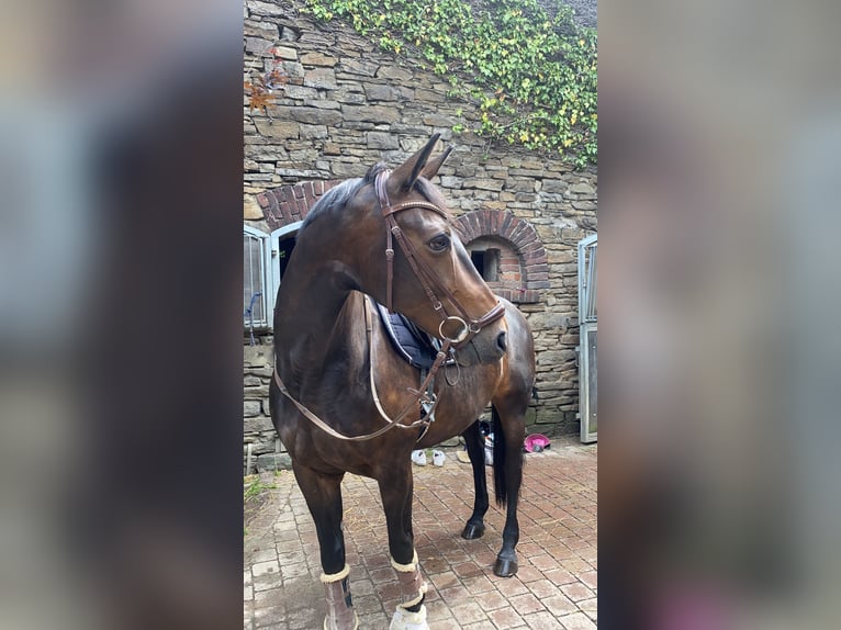 Oldenburg Giumenta 16 Anni 165 cm Baio in Velbert