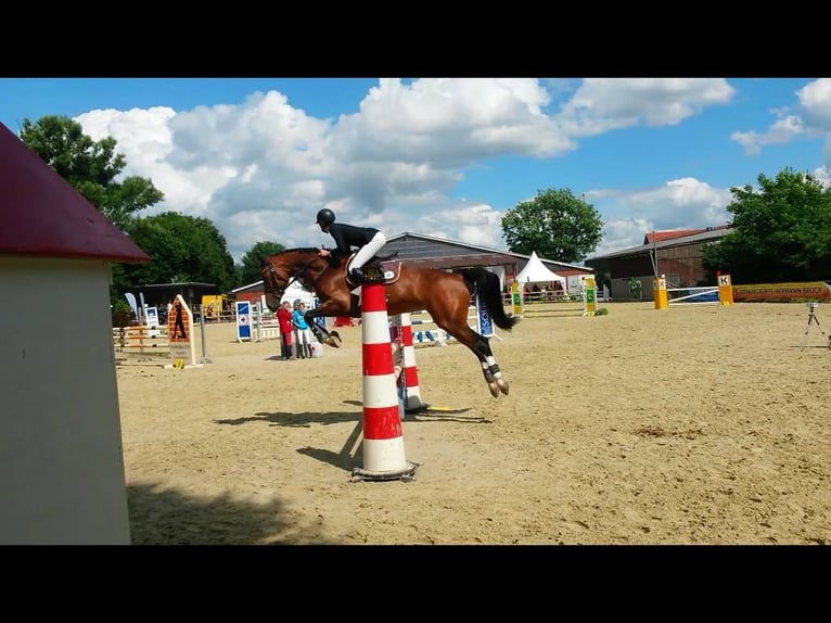 Oldenburg Giumenta 16 Anni 165 cm Baio ciliegia in Salzbergen