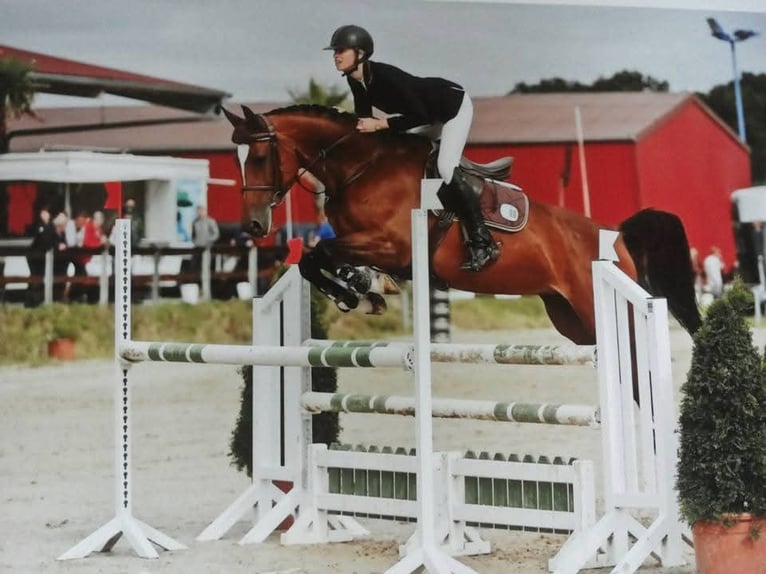 Oldenburg Giumenta 16 Anni 165 cm Baio ciliegia in Salzbergen