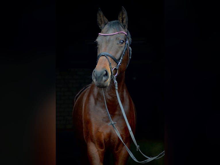 Oldenburg Giumenta 16 Anni 166 cm Baio scuro in Espelkamp