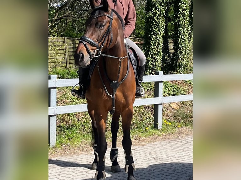 Oldenburg Giumenta 16 Anni 166 cm Baio scuro in Espelkamp