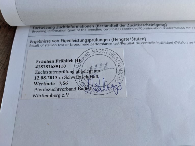 Oldenburg Giumenta 16 Anni 168 cm Baio in Leonberg