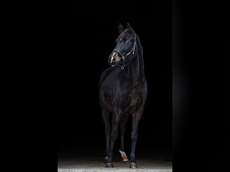 Oldenburg Giumenta 16 Anni 168 cm Baio nero in Winsen (Luhe)