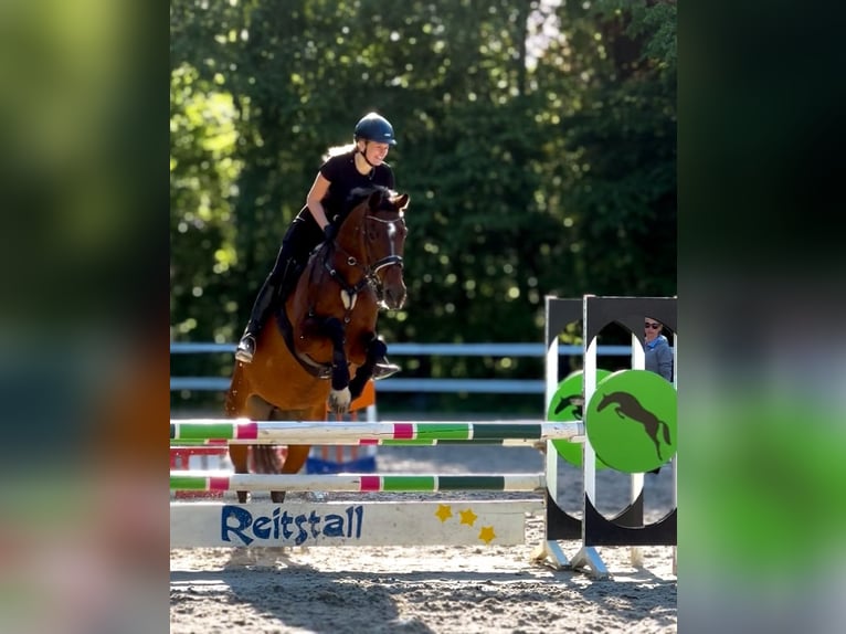 Oldenburg Giumenta 16 Anni 169 cm Baio in Bramsche